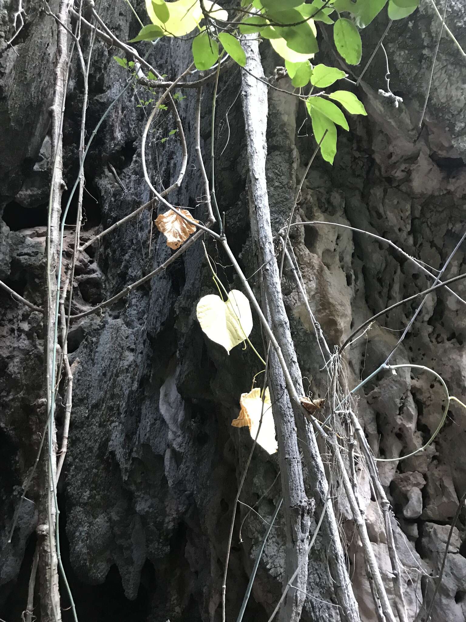 Image of Cissus reniformis Domin