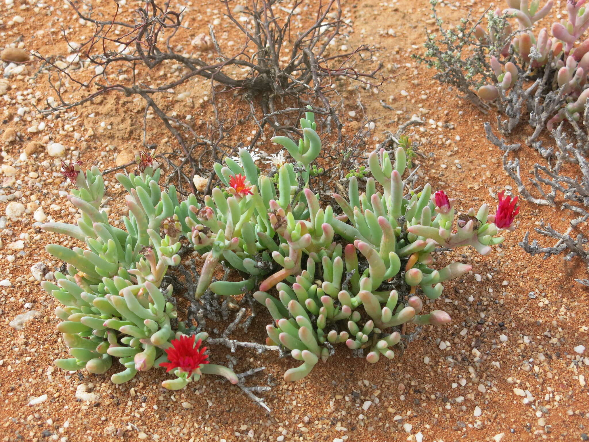 Image of Malephora purpureocrocea (Haw.) Schwant.