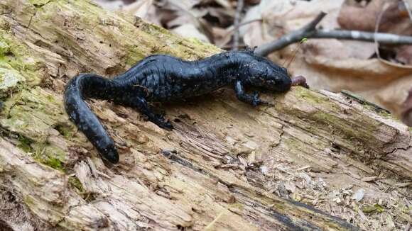 Image of Smallmouth Salamander