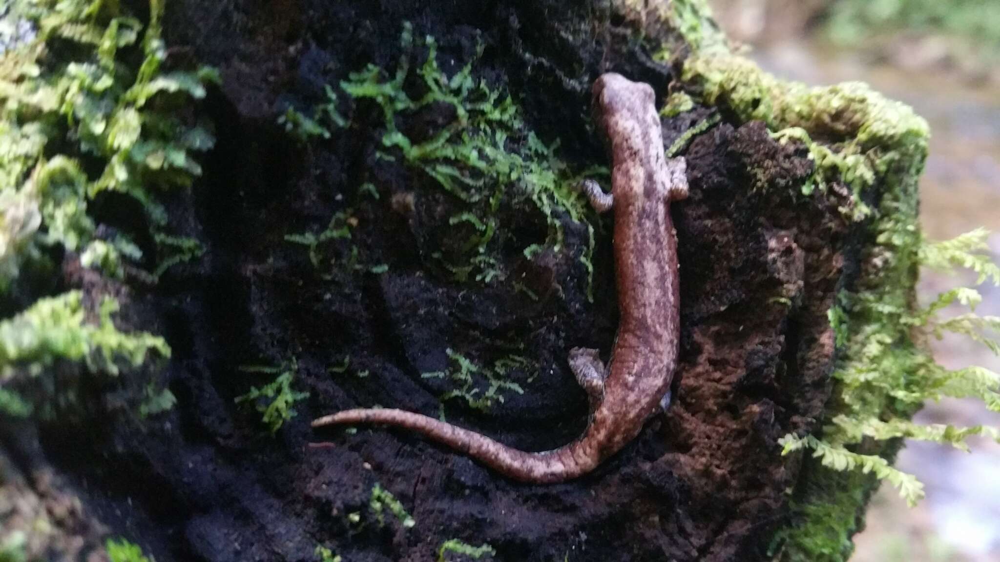 Image of Common Dwarf Salamander