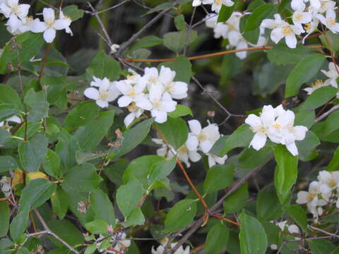 Image of Gordon's Mockorange