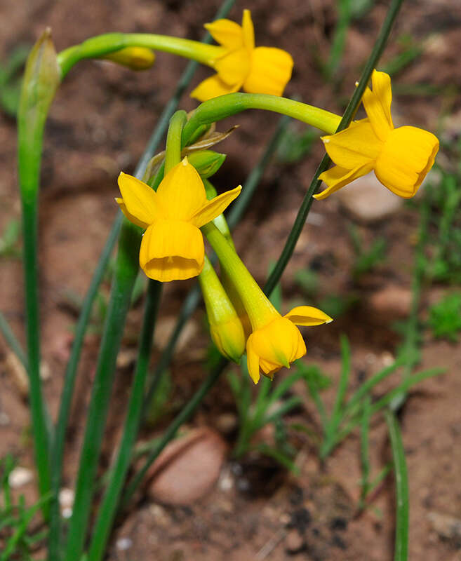 Image of Narcissus gaditanus Boiss. & Reut.
