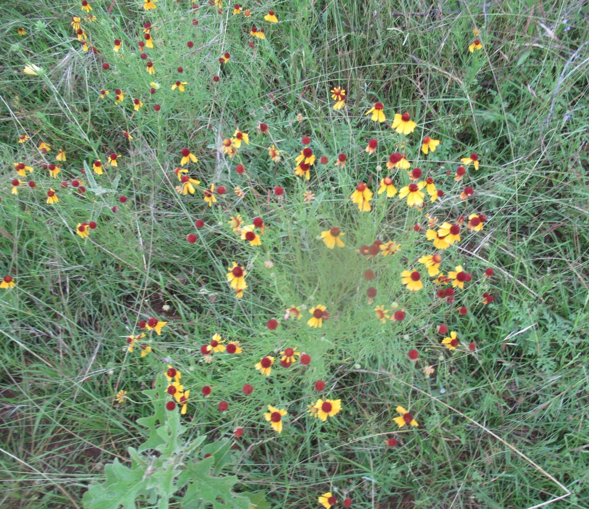 Helenium amarum var. badium (A. Gray ex S. Wats.) Waterfall resmi