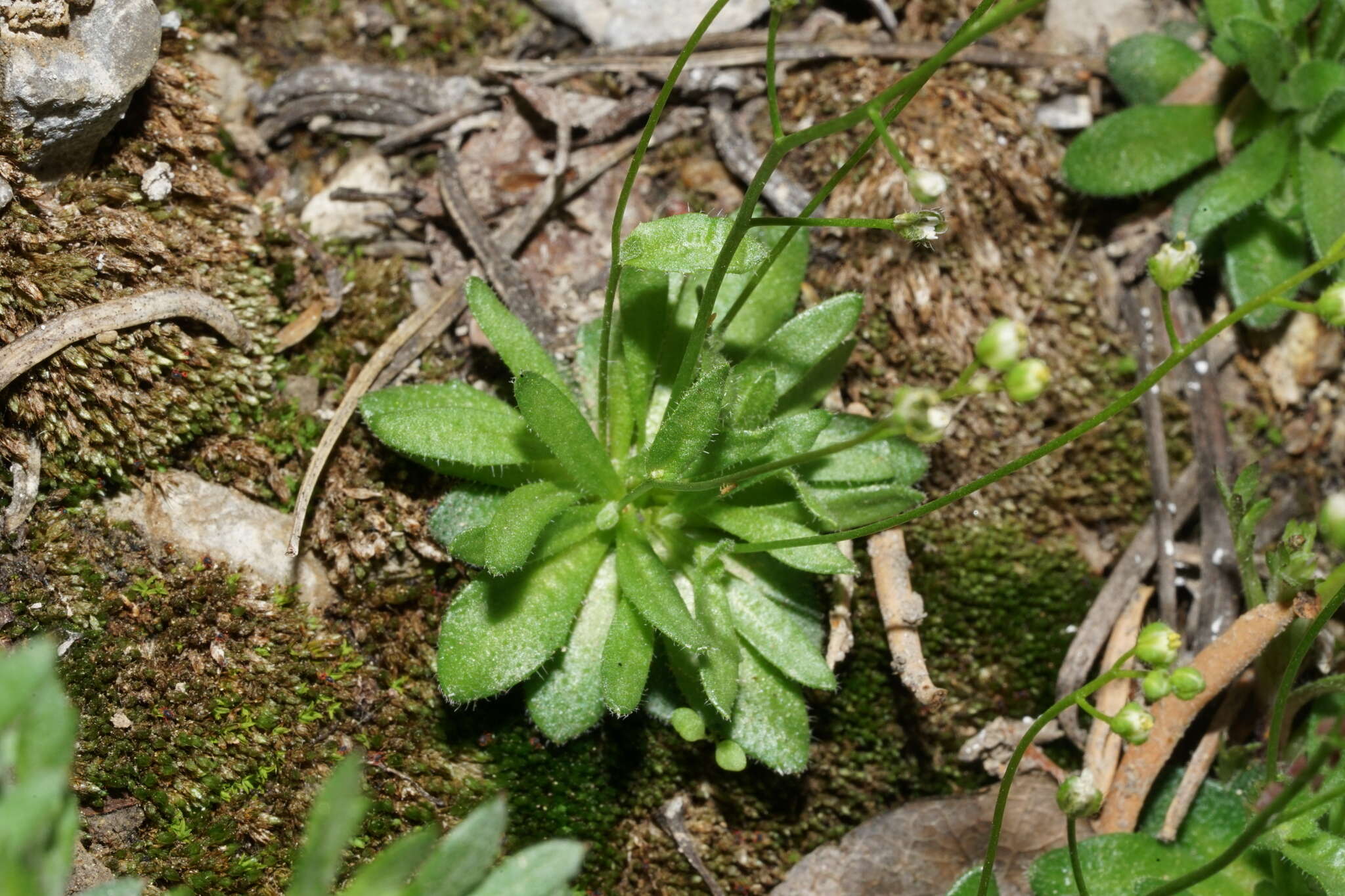 Sivun Draba paucifructa Clokey & C. L. Hitchc. kuva