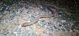 Image of Black-headed Scaly Foot