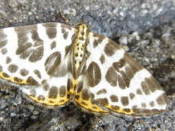 Image of Gandaritis whitelyi (Butler 1878)