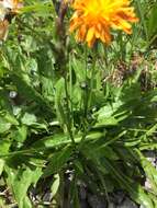 صورة Crepis aurea (L.) Cass.