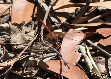 Image of Red Percher Dragonfly