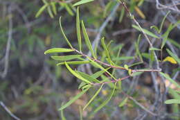 Image of Colliguaja salicifolia Gillies & Hook.