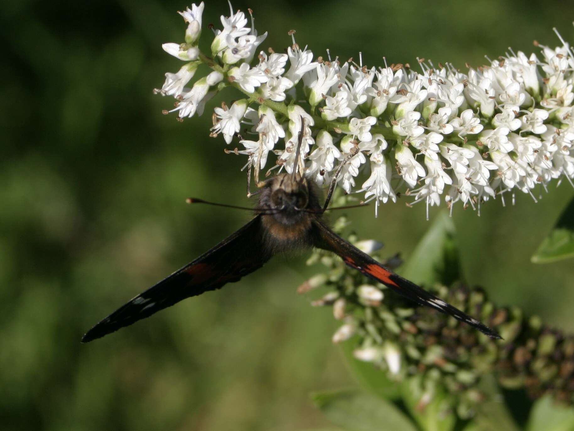 Image of Vanessa gonerilla gonerilla