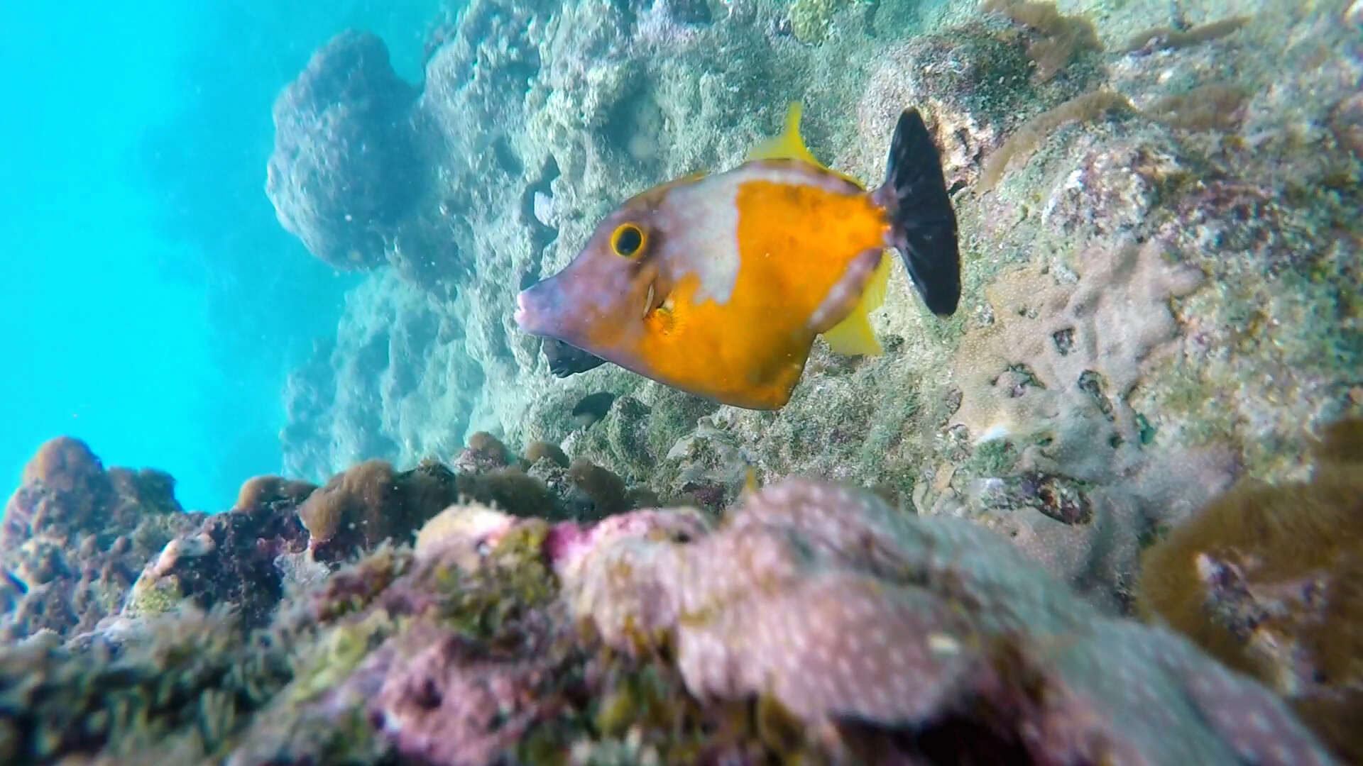 Image of Whitespotted Filefish