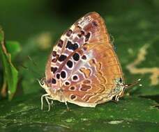 Image de Arhopala anthelus (Westwood (1852))