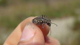 Imagem de Cicindela (Cicindela) repanda repanda Dejean 1825