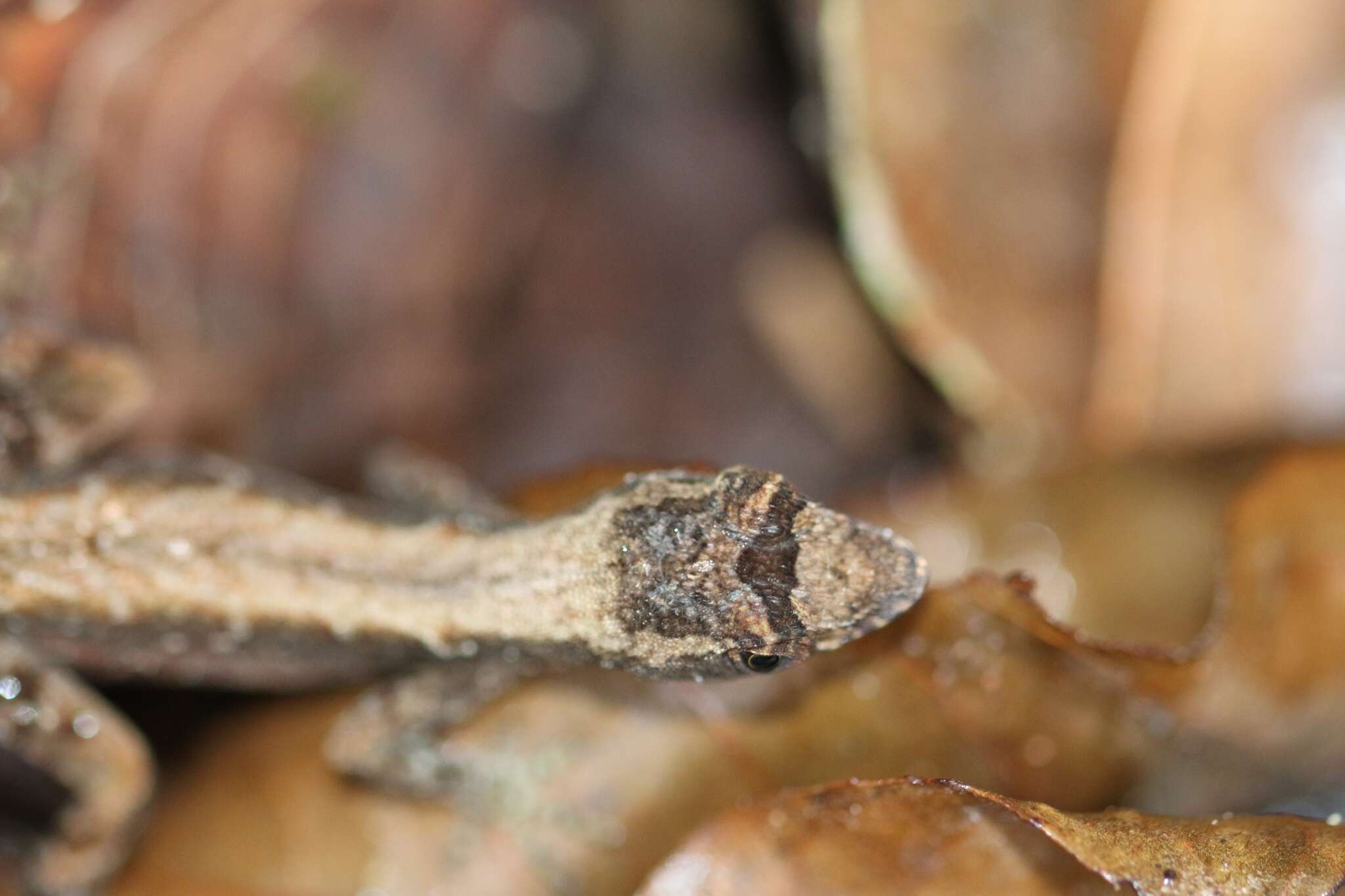 Image of Humble Anole