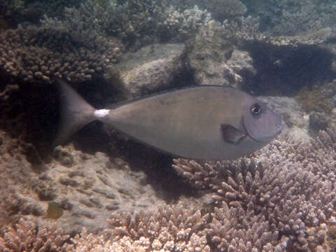 Image of Horseface Unicornfish