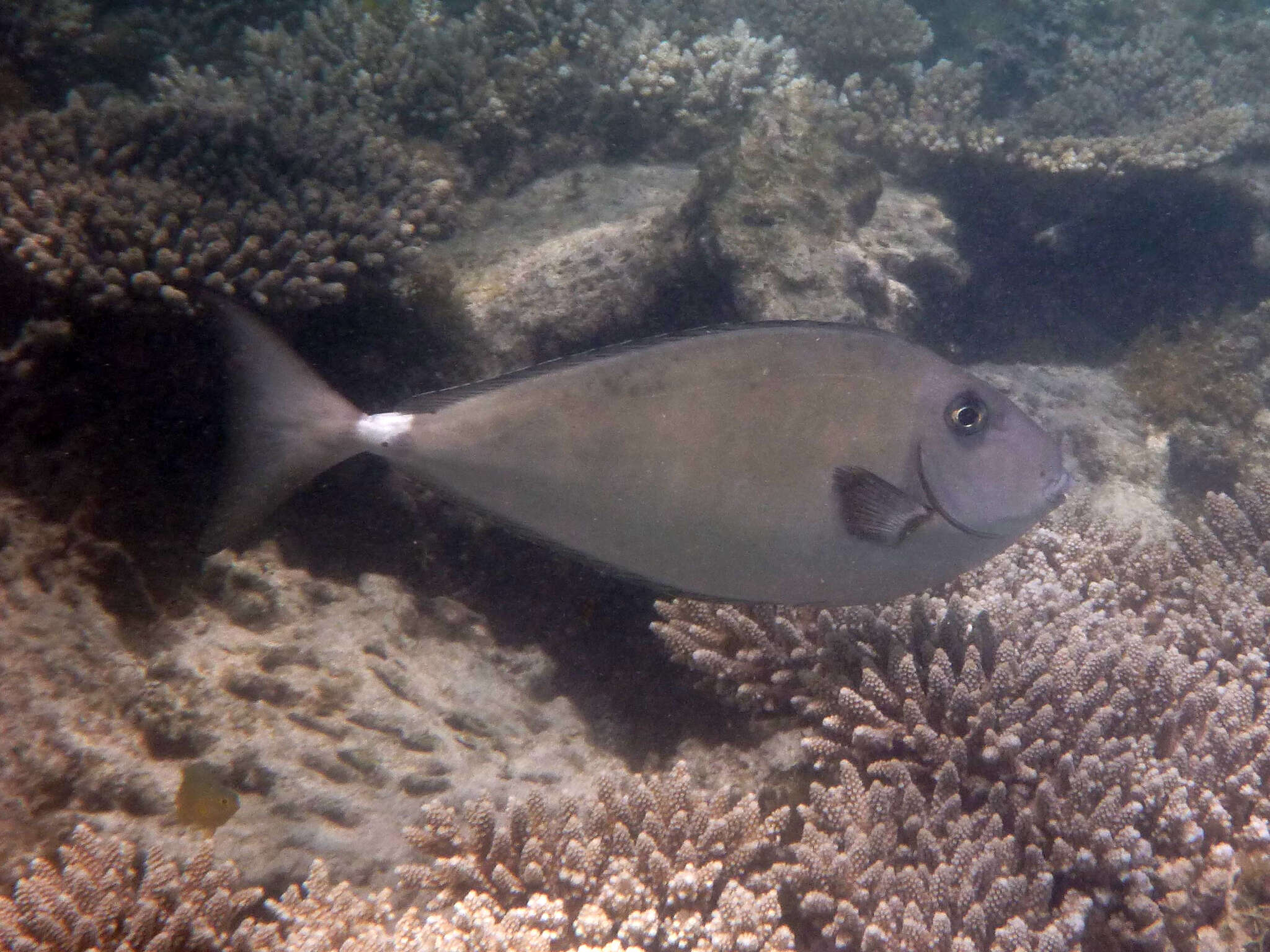 Image of Horseface Unicornfish