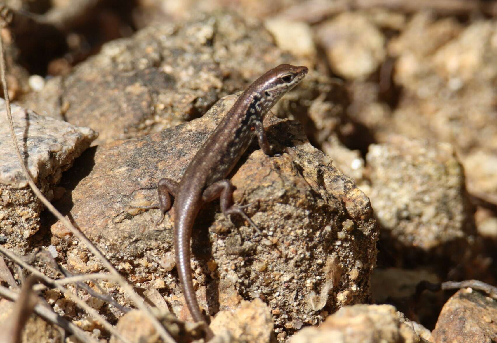 Image of Closed-litter Rainbow-skink