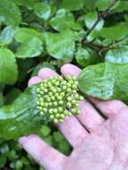 Image of common viburnum