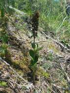 Imagem de Epipactis helleborine subsp. orbicularis (K. Richt.) E. Klein