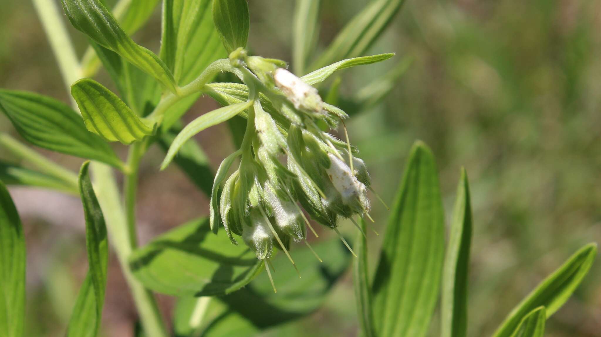 Image of softhair marbleseed