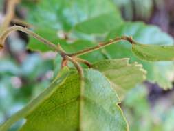 Rubus australis Forst. fil. resmi