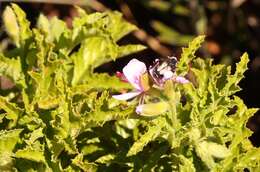 Imagem de Pelargonium glutinosum (Jacq.) L'Her.