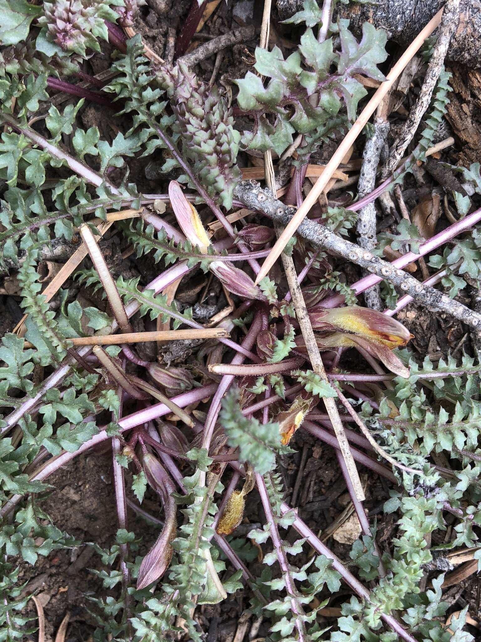 صورة Pedicularis semibarbata var. charlestonensis Pennell & Clokey