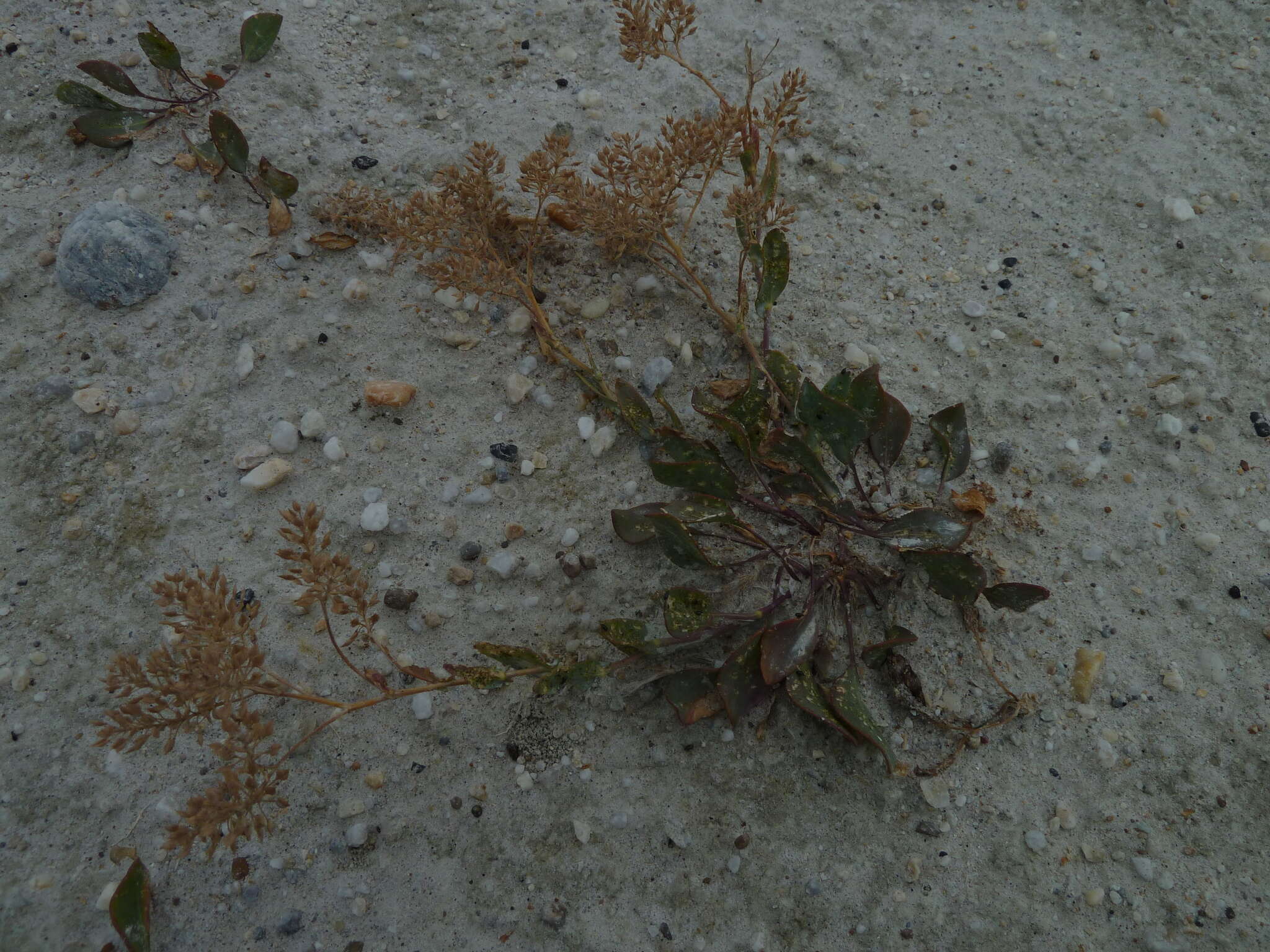 Image of Lepidium cartilagineum (J. Mayer) Thell.