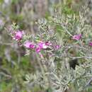 صورة Indigofera angustata E. Mey.