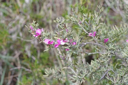 Image of Indigofera angustata E. Mey.