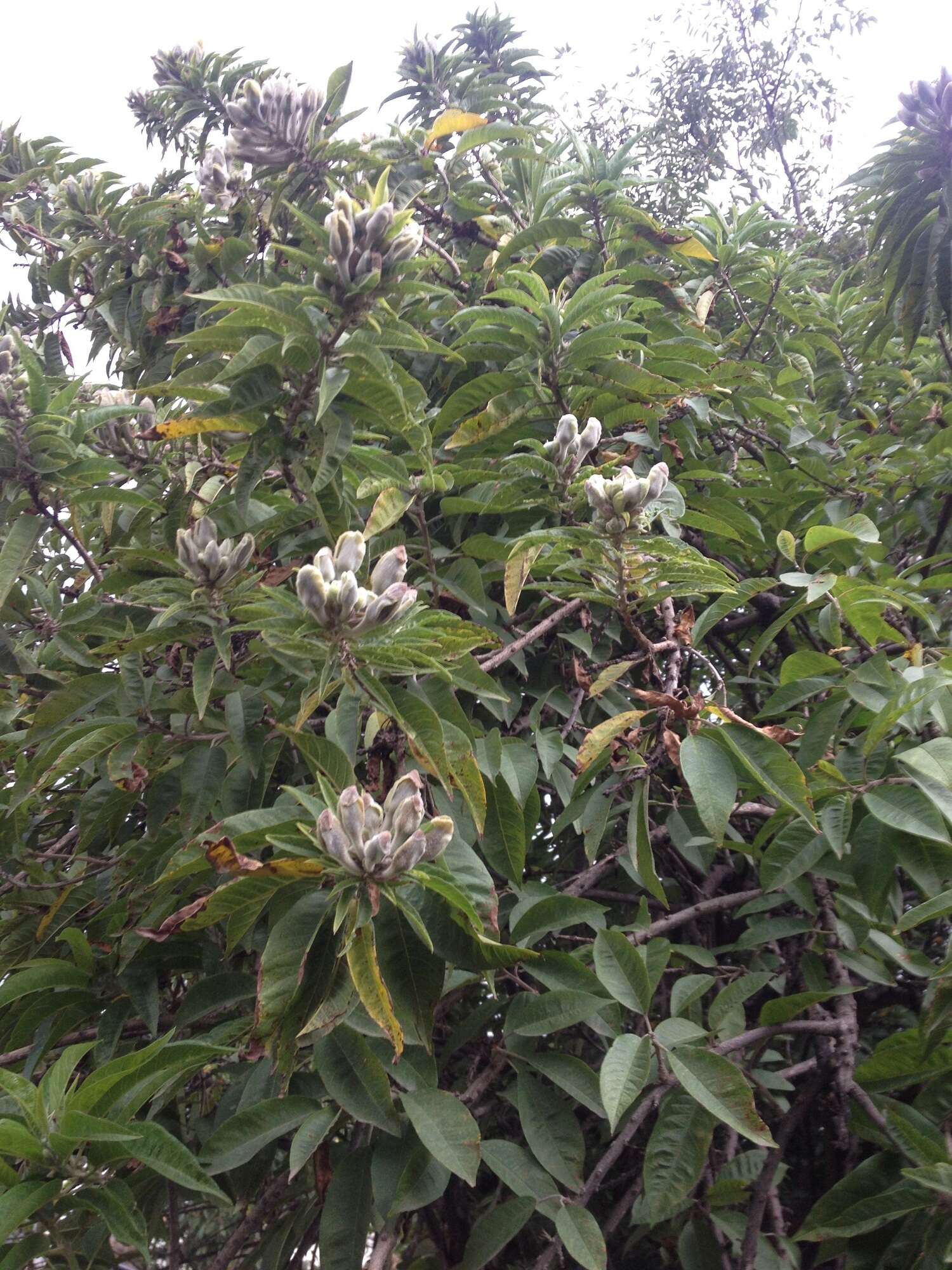 Sivun Ipomoea murucoides Roem. & Schult. kuva