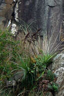 Image of Dyckia encholirioides (Gaudich.) Mez