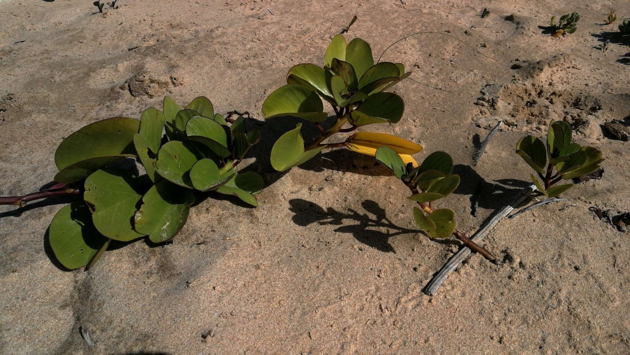 Image of Brazilian bayhops