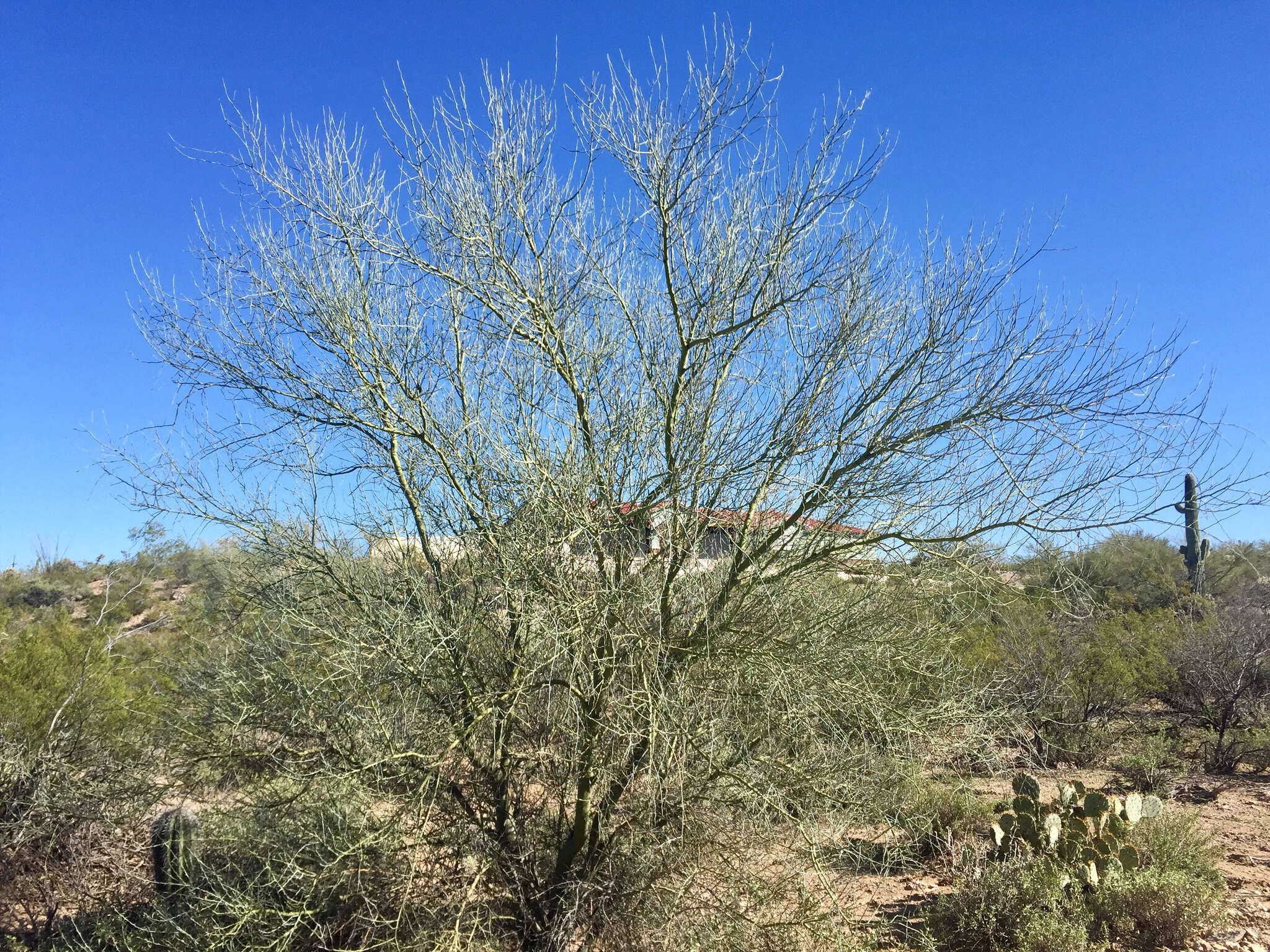 Image of Cercidium floridum