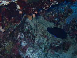 Image of Bluefin Dwarf