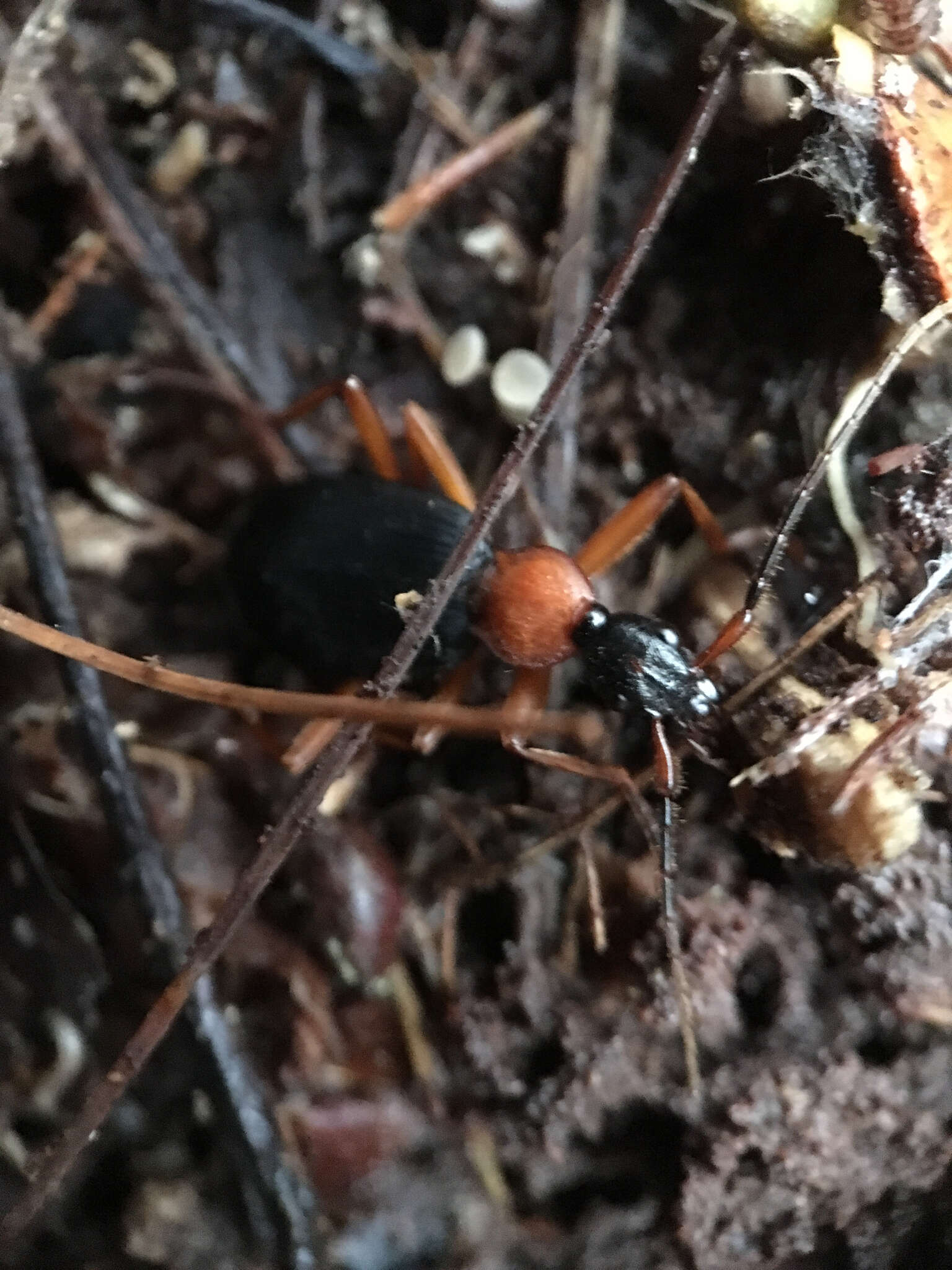 Image of Galerita (Progaleritina) bicolor (Drury 1773)