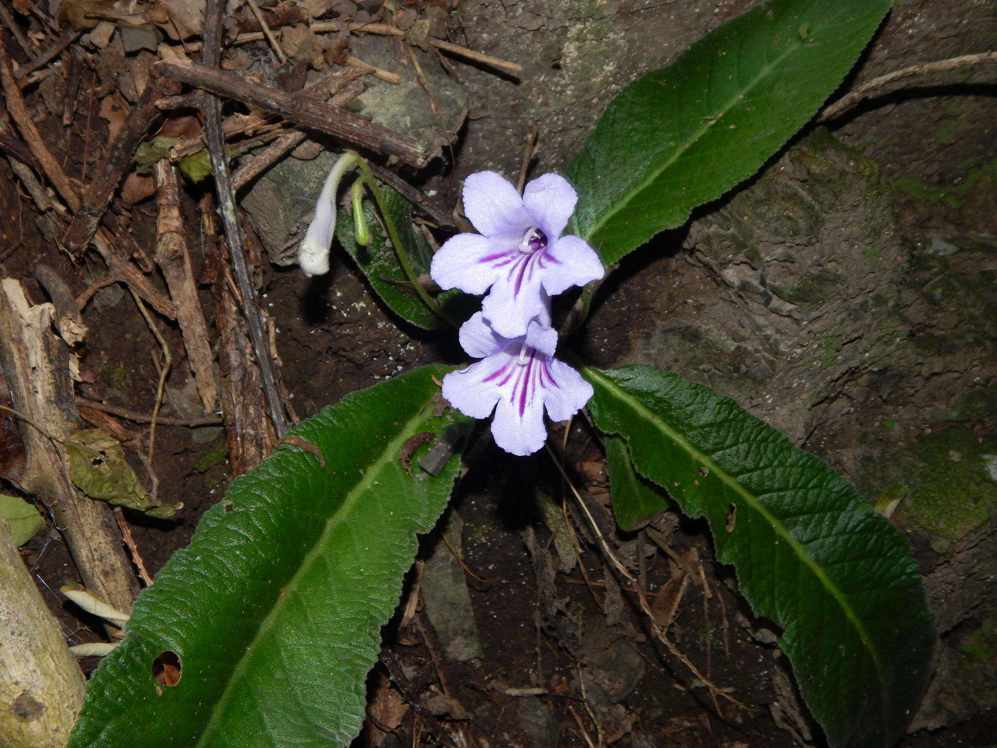 Streptocarpus primulifolius Gandoger resmi