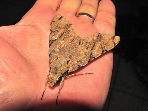 Image of Xanthopan Rothschild & Jordan 1903