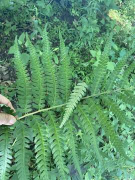 Image of log fern