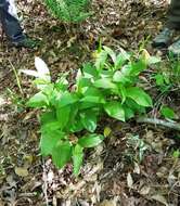 Image of Kentucky lady's slipper