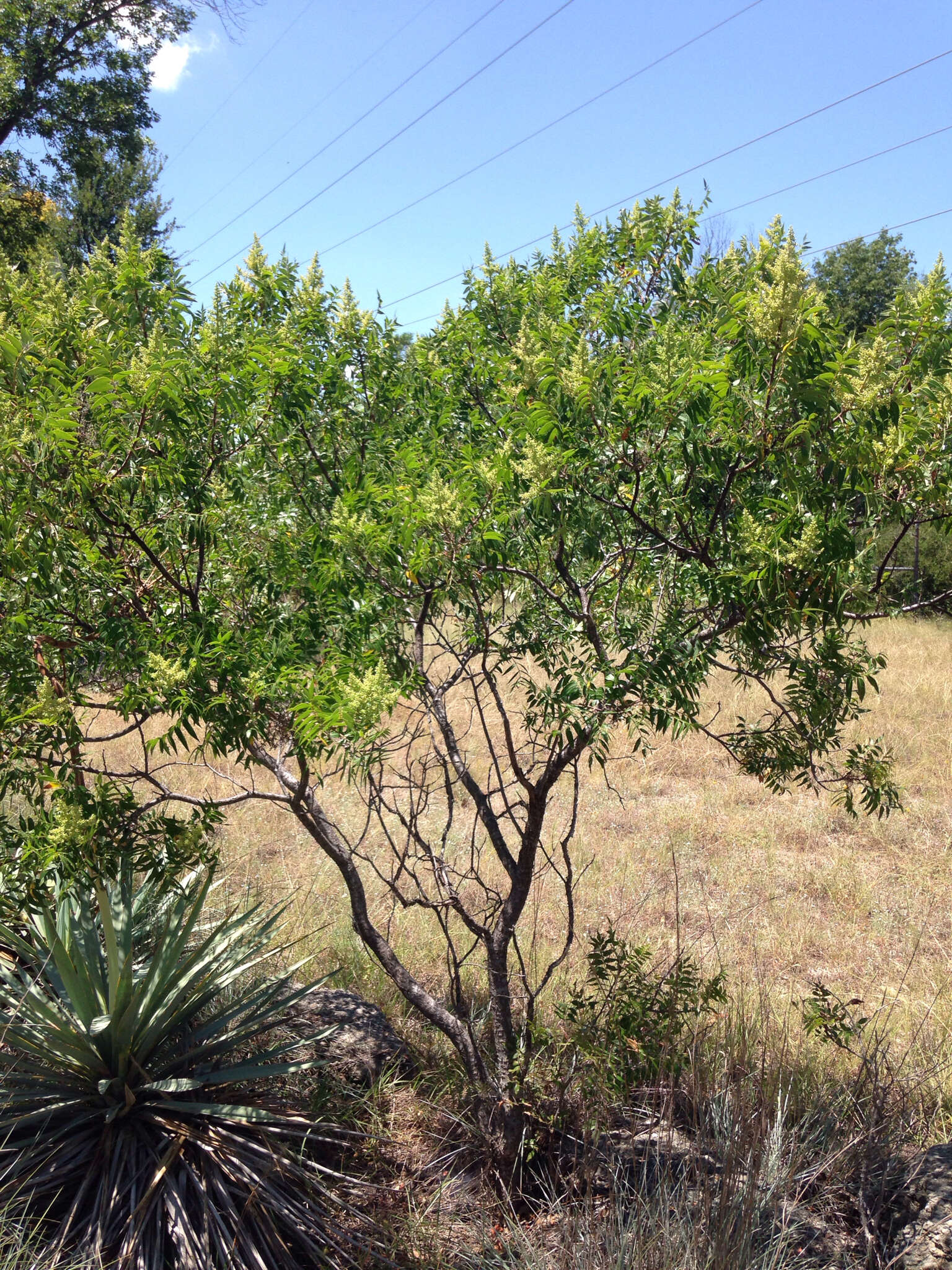 Слика од Rhus lanceolata (Gray) Britt.