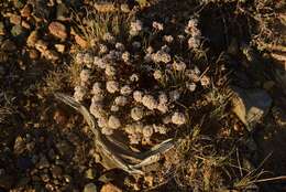 Image of Eriogonum microtheca var. alpinum Reveal