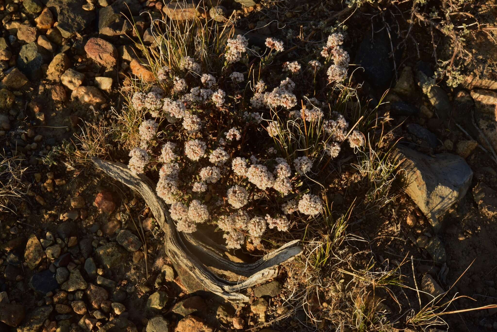 Image of Eriogonum microtheca var. alpinum Reveal