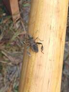 Image of Leaf-footed Pine Seed Bug