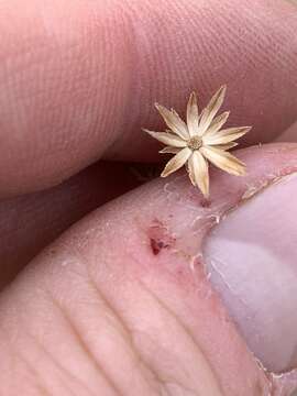 Image of Spring Mountain aster