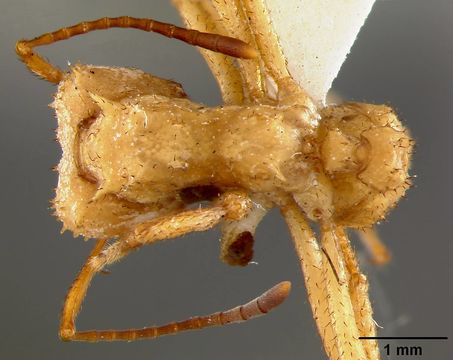 Image of <i>Acromyrmex octospinosa</i> var. <i>pallida</i> Crawley