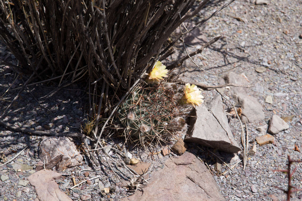 Image of Echinopsis lateritia Gürke