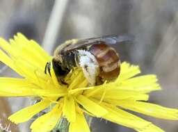 Image of Lasioglossum nigripes (Lepeletier 1841)