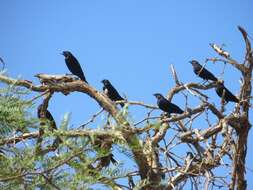 Image of Brown-headed Cowbird