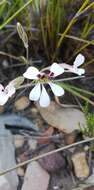 Image of Pelargonium naviculifolium E. M. Marais
